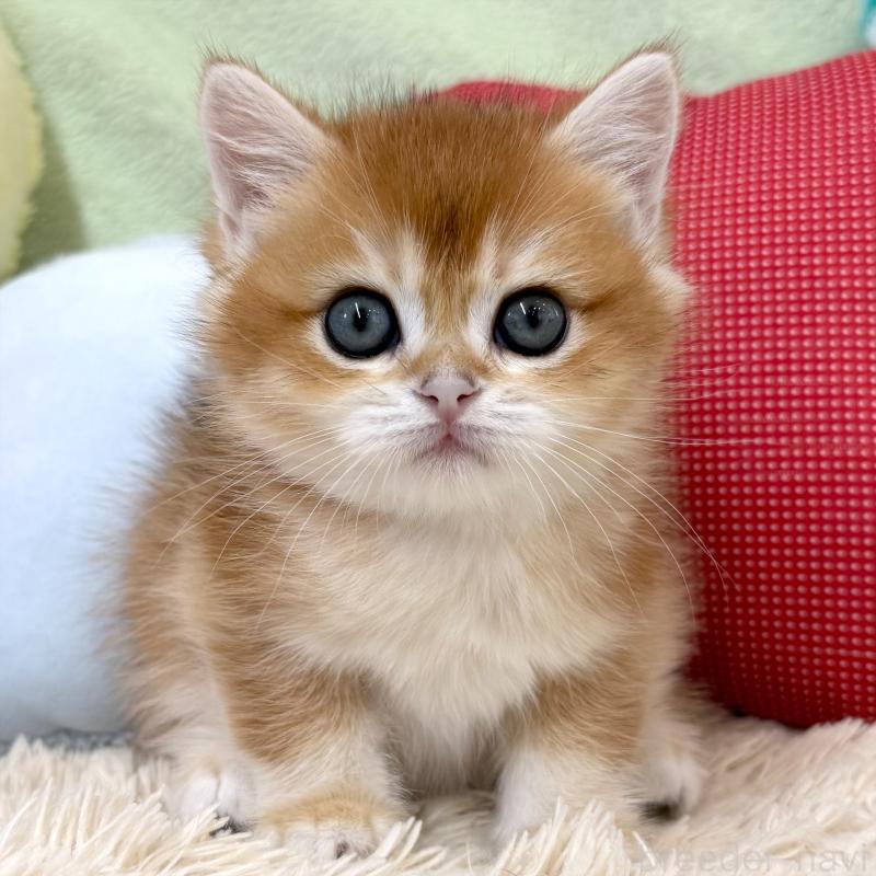 成約済の大阪府のブリティッシュショートヘア-124623の1枚目